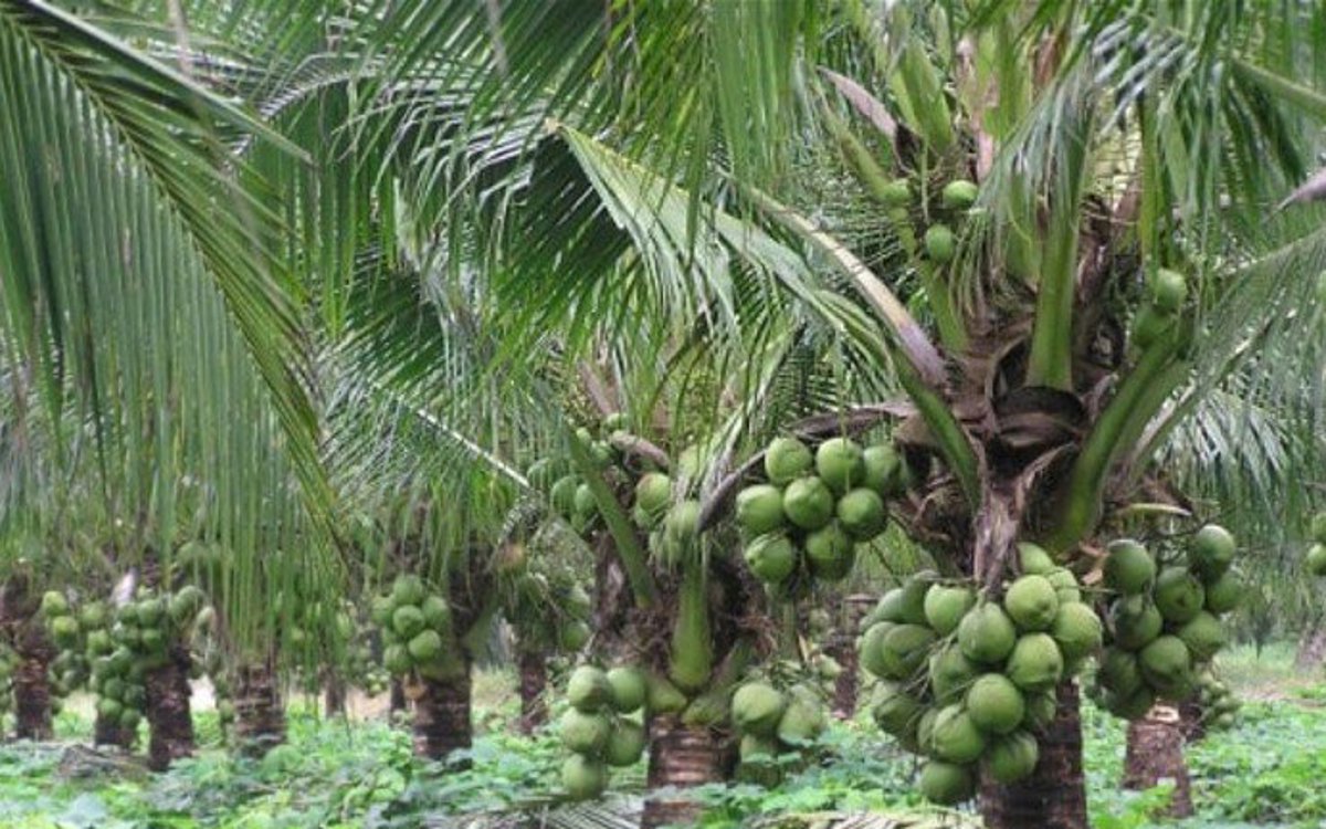Madhavan Revives Palani Land with Eco-Friendly Coconut Farm Venture