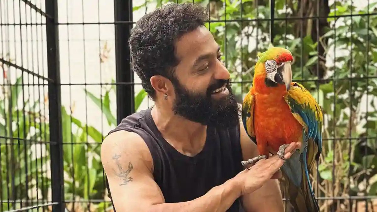 Jr. NTR Unveils Pet Birds Asahi & Yuuhi as 'Dragon' Hype Peaks