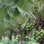 Madhavan Revives Palani Land with Eco-Friendly Coconut Farm Venture